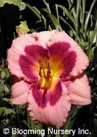 Hemerocallis 'Wineberry Candy'